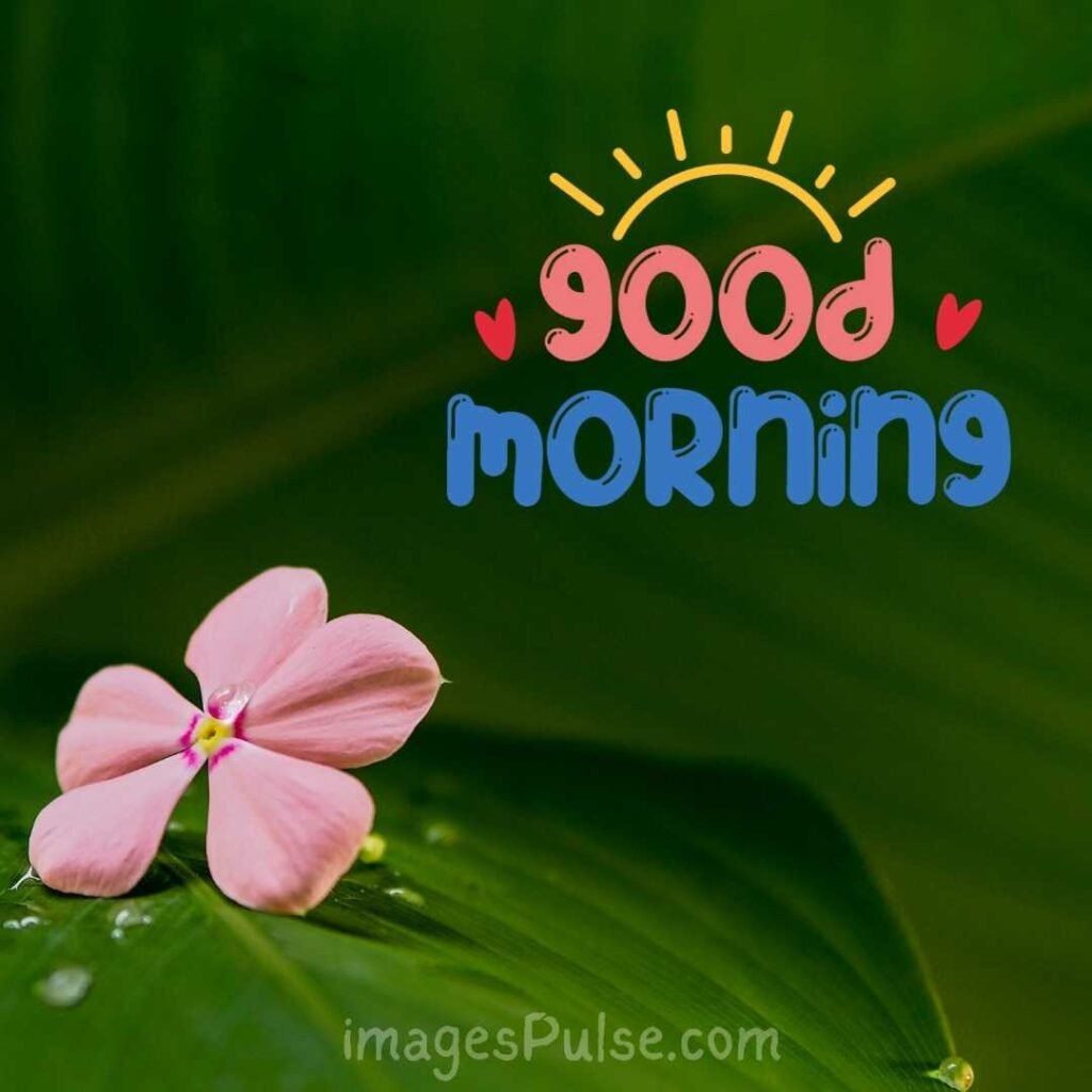 Green leaf pink flower good morning