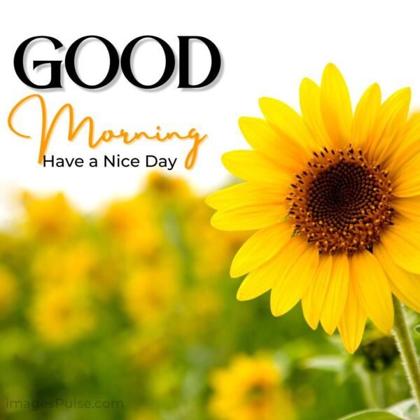 Download New Good Morning Images Wishes & Quotes 2022