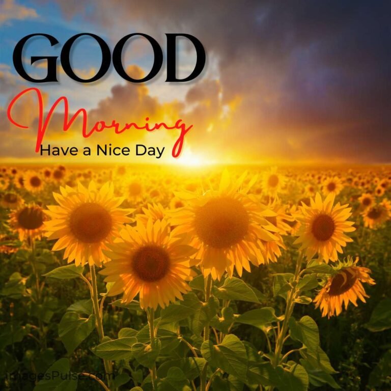 Download New Good Morning Images Wishes & Quotes 2022