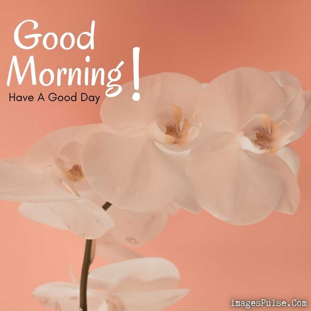 Good Morning Flower Images