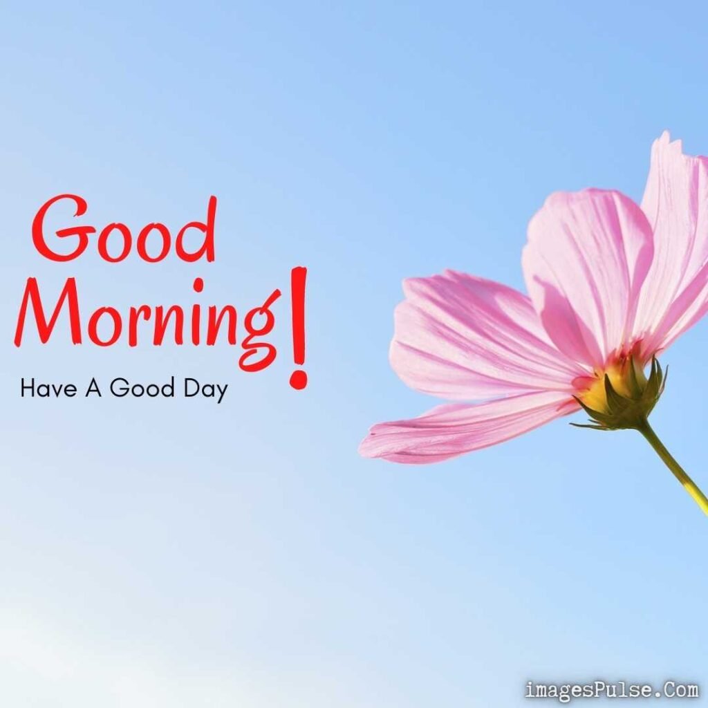 Good Morning Flower Images in Blue Sky