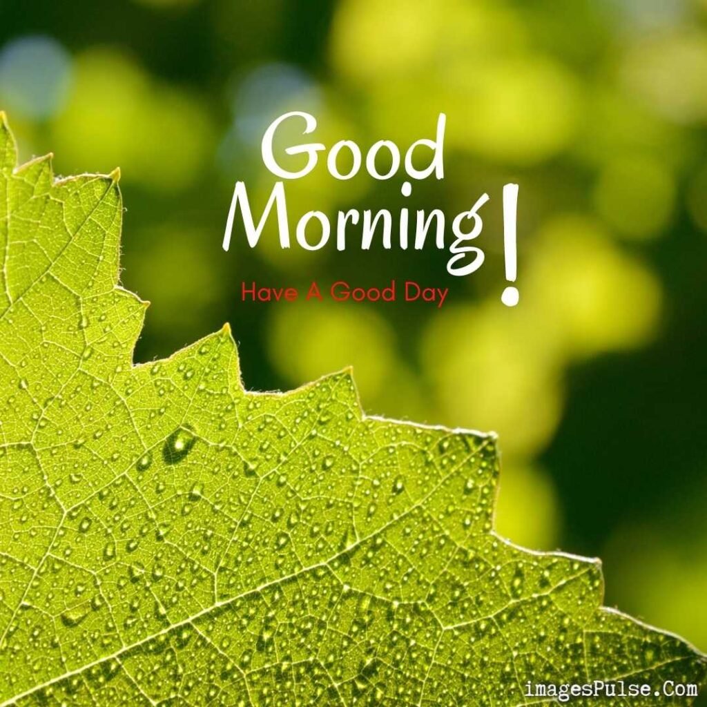 Good Morning Photo download