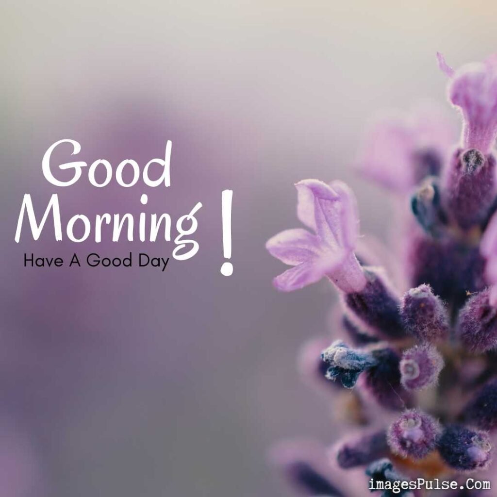 Good Morning Pictures Download