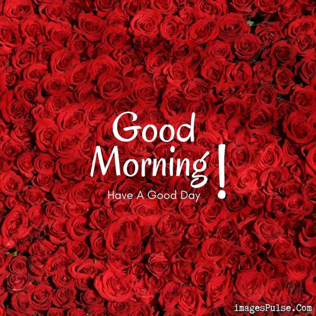 Good Morning Rose Images