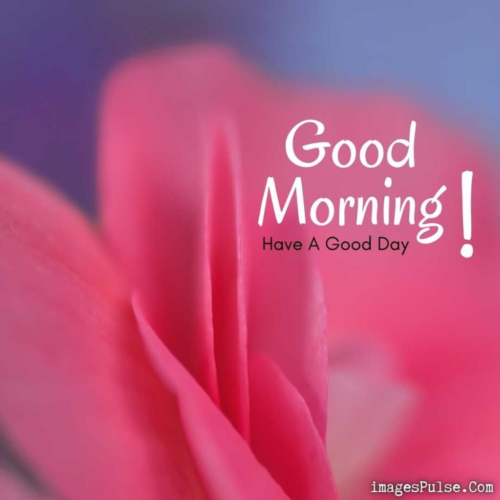 Pink Flower Good Morning Images Download