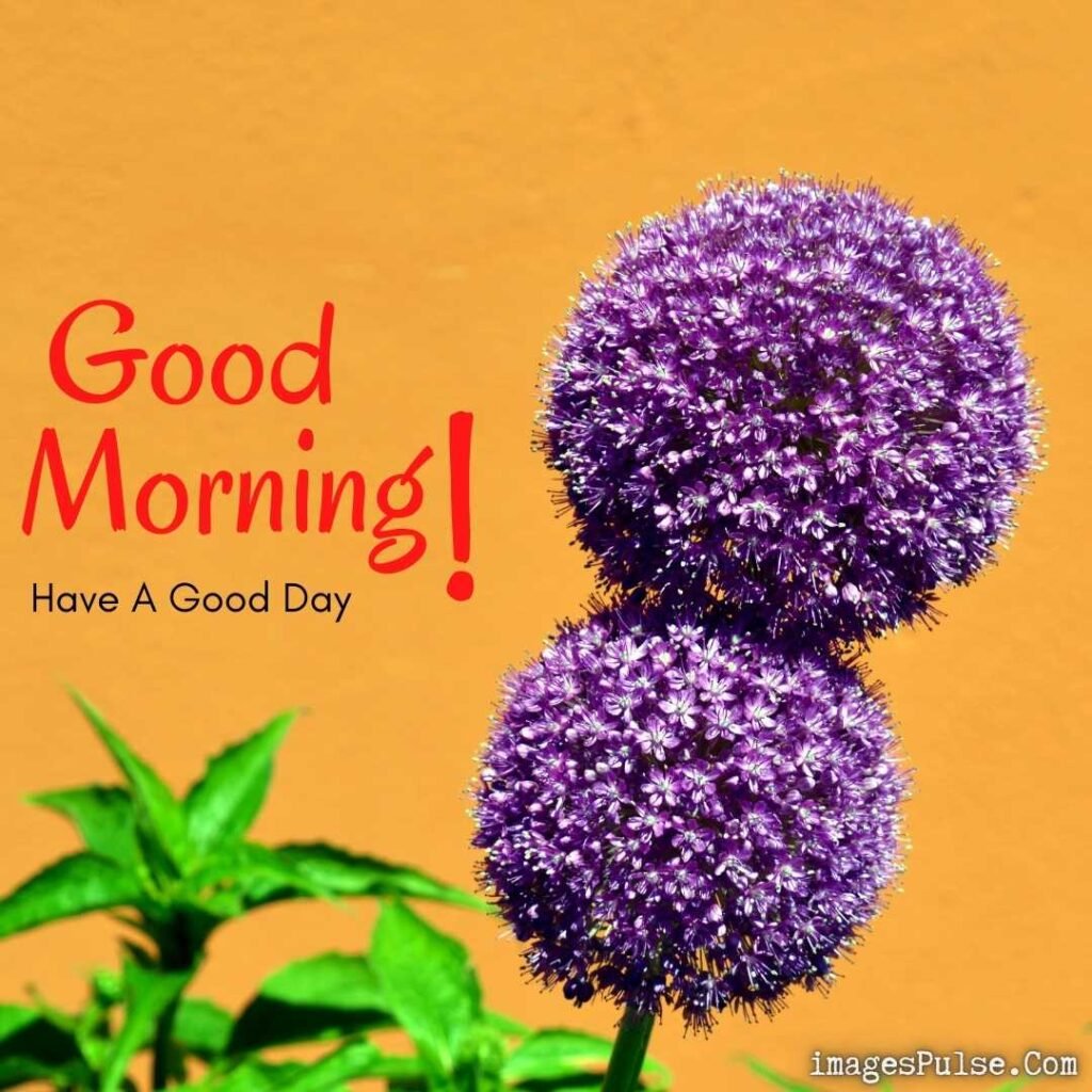 Purple Flower With Green Leaf Good Morning Images