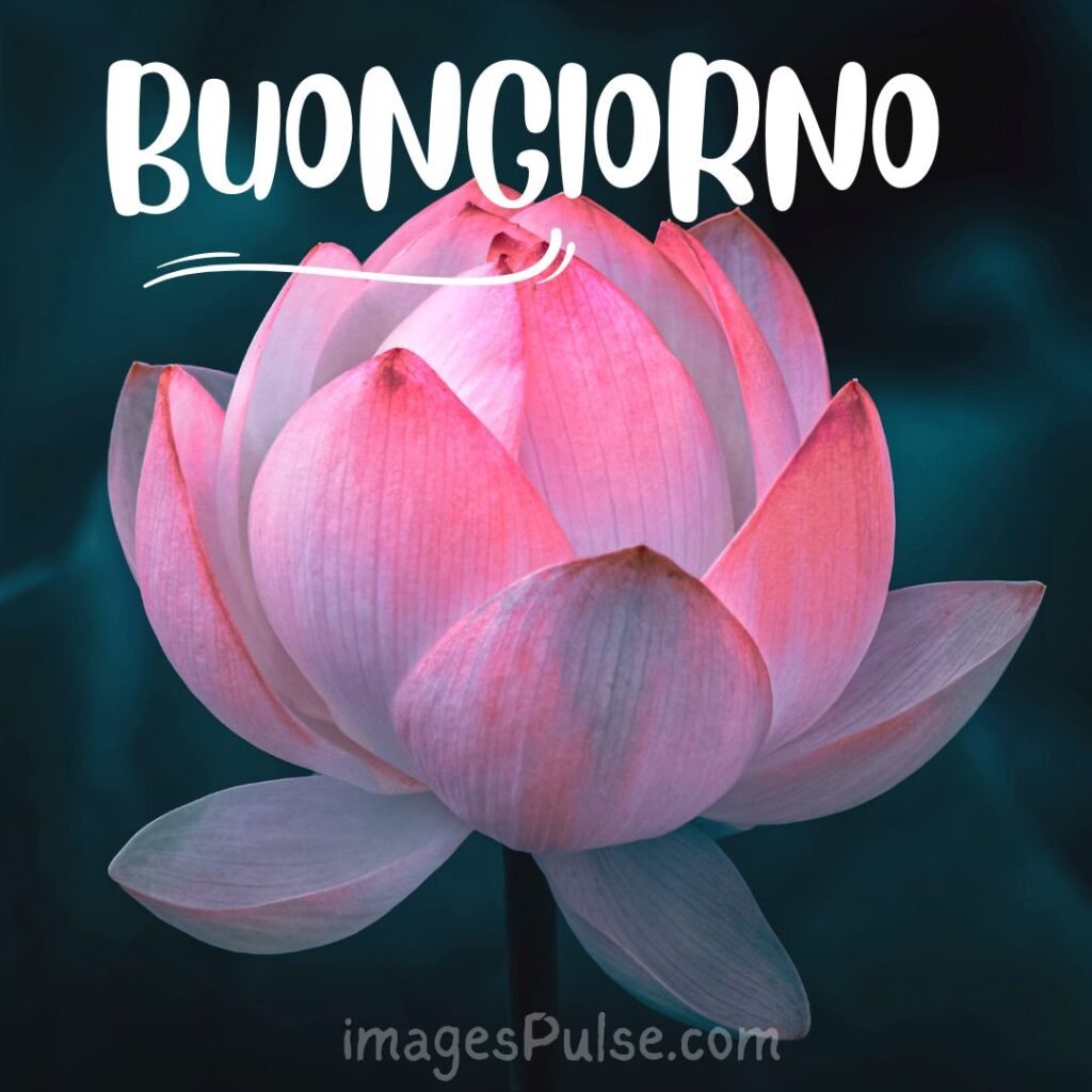 Buongiorno with pink flower
