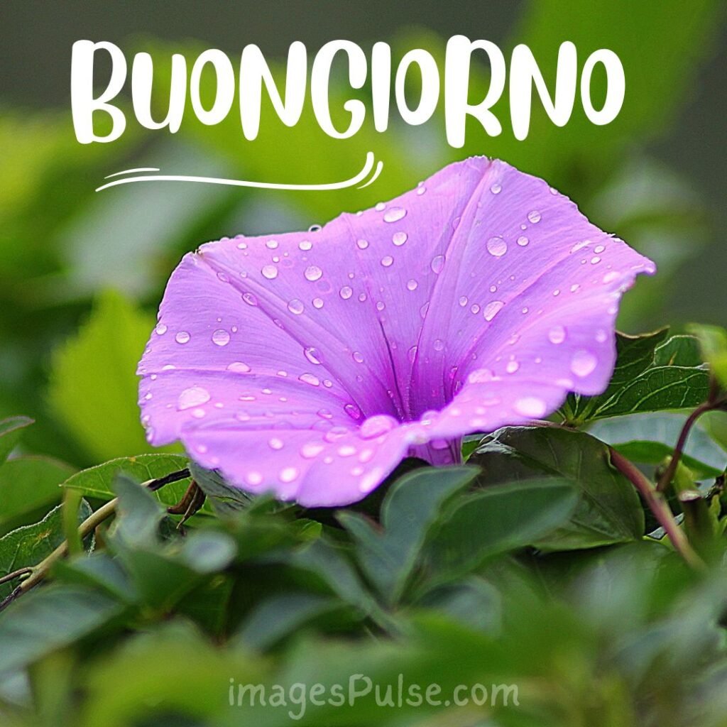 Buongiorno with purple flower images