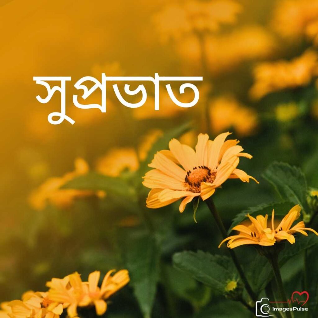 Bengali Good Morning Yellow Follower Picture