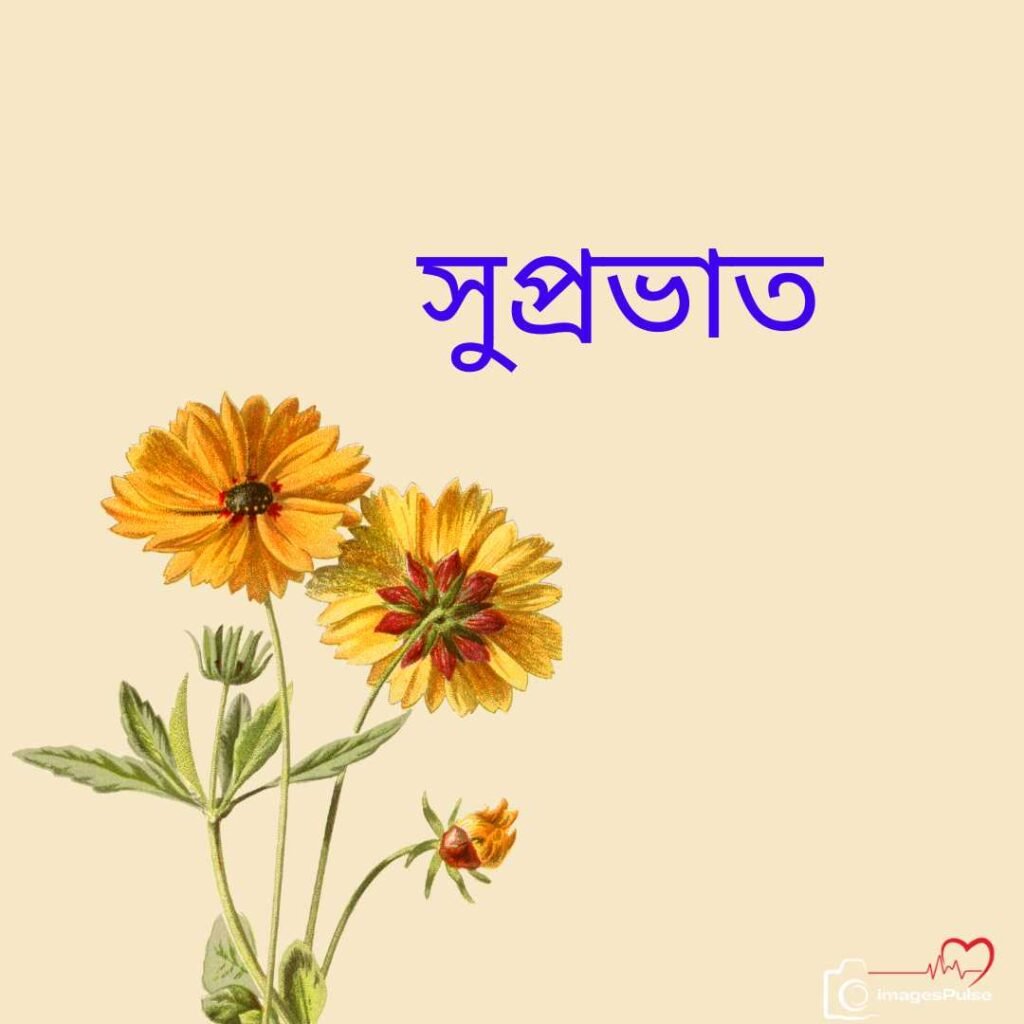 Good Morning yellow Flower photo in bengali